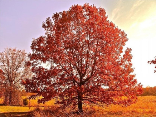 Roble Americano Rojo (quercus Rubra)