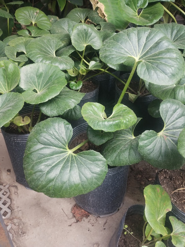 Boina De Vasco - Senecio Kaempferi - Maceta 8 Litros
