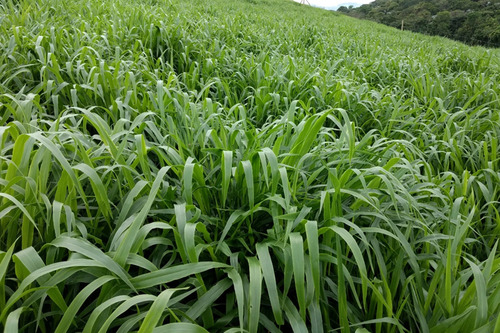 Capim Braquiarão - 1 Kg Sement Para Ovinos E Caprinos Bovino