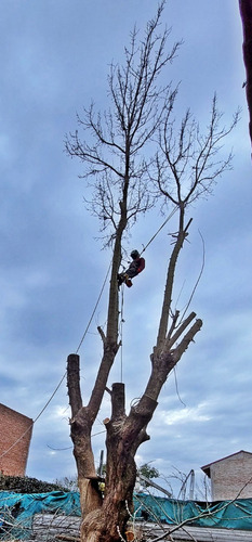 Poda De Arboles Tala Extracciones De Raiz Escalador Palmeras