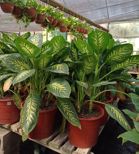 Planta De Interior Dieffenbachia Tropic Maceta 29. Grandes!