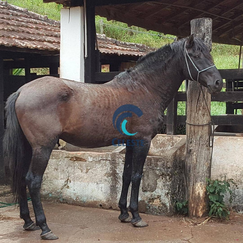 Imagem 29 de 30 de Fazenda À Venda, 290000 M² - Das Laranjeiras - Paraibuna/sp - Fa0005