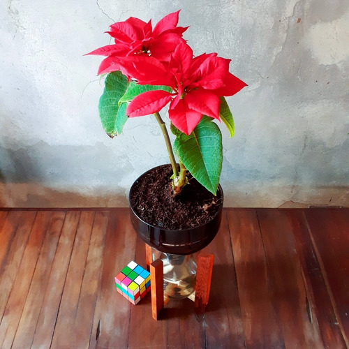 Planta De Interior Flor Del Inca Little Plant 27 Con Soporte