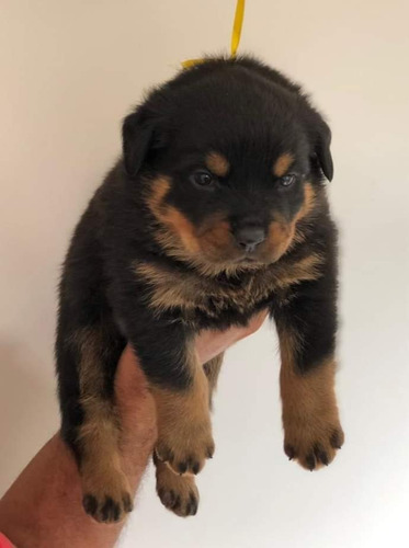 Filhotes De Rottweiler