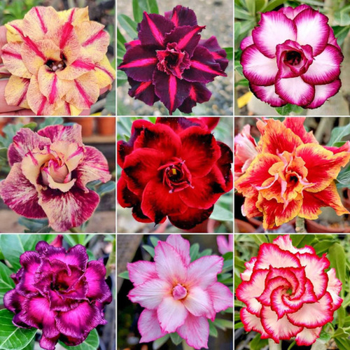 20 Sementes Selecionadas Rosas Do Deserto Adenium Premium.