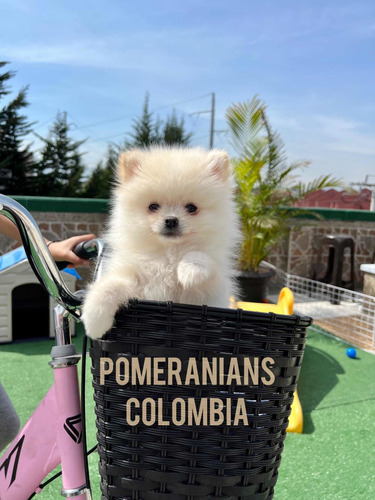 Pomerania