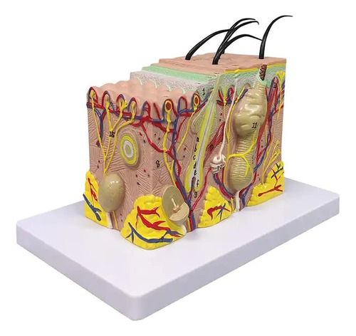 Modelo Do Corpo Humano Capilar Tecido Da Pele