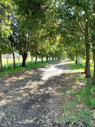 Venta Campo Agrícola Freire