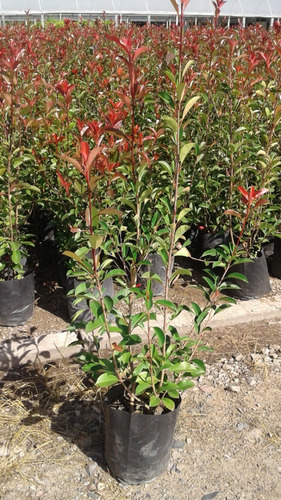 Planta Photinia 10 Lts Ideal Cerco