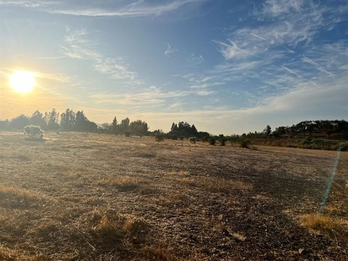 Imagen 7 de 8 de Agrícola En Venta En Curicó
