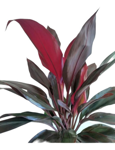 Combo Dracaena Rubra + Maceta Premium Grande