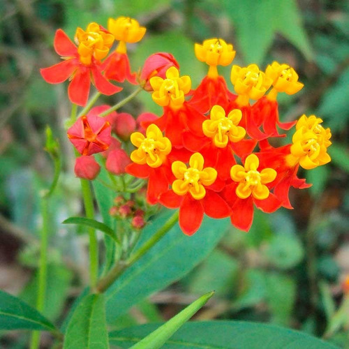 Imagen 1 de 2 de Planta De Asclepias Curassavica Mariposa Monarca