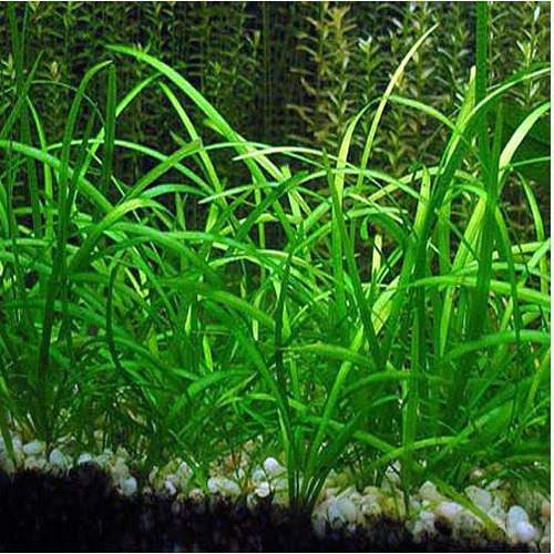 Sagittaria Subulata Var. Natans Low Tech
