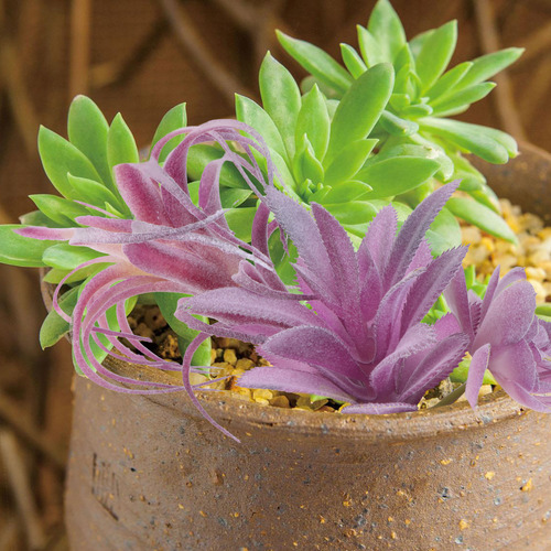Set De 8 Plantas Suculentas Artificiales Violetas Para Decor