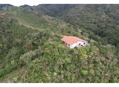 Finca Sembrada En Pino En El Municipio De Abejorral