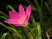 Comprar Bulbos De Lirio Lluvia  Mayitos, O Lirio De Hadas