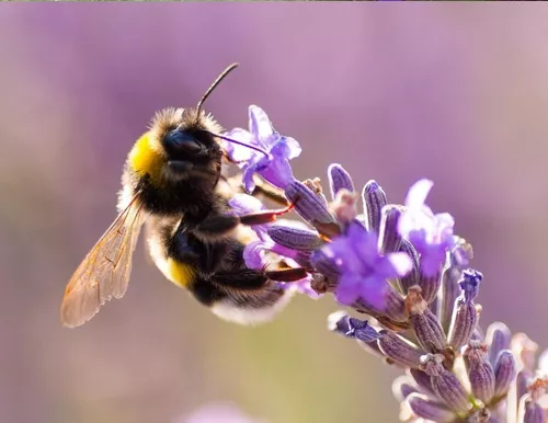 SEMILLAS DE LAVANDA – Huerta Familiar