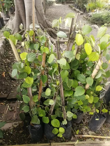 Planta de pimienta negra para comprar