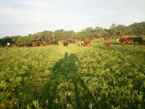 Imagen 2 de 24 de Venta Campo Ganadero Vera Y Pintado Ganadero 462 Ha ($1300)