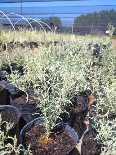 Semillas De Planta Nativa Zampa Ornamental X 20 Unid.