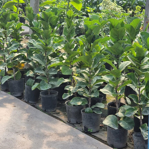 Ficus Pandurata 7lts