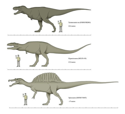 Imagen 9 de 10 de Diente Gigante Spinosaurus Fósi Dinosaurio Spinosaurio Rex