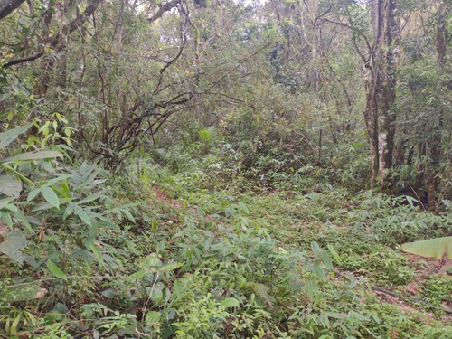 Imagem 12 de 14 de Sítio Com 14 He Bera Do Rio Garapia A 2km Da Cascata.