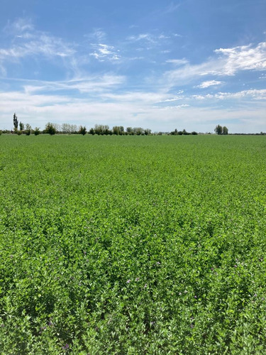 Finca Gral Alvear, 71 Hcts,en Producción Y Con Equipamiento.