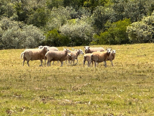 7 Has 2091 M2 Cerca Del Restaurante Y Bodega Garzón Y Pueblo Garzón