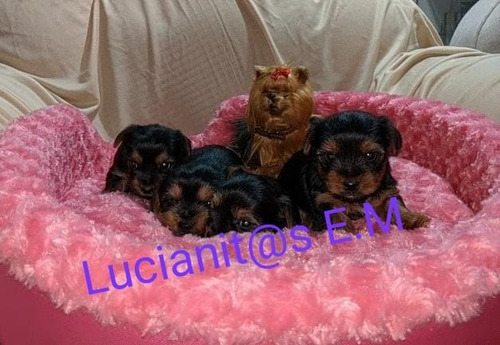 Yorkshire Terrier Mini Bellos Y Puros Yorky Cachorritos 550