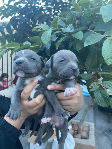 Cachorros Pitbull Blue 