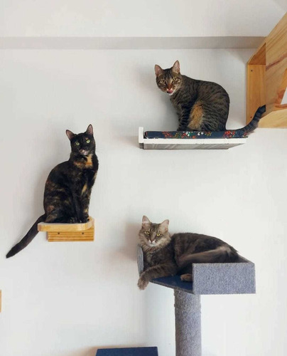 Hotel Felino Mishi Cuidadores - Cuidado De Gatos