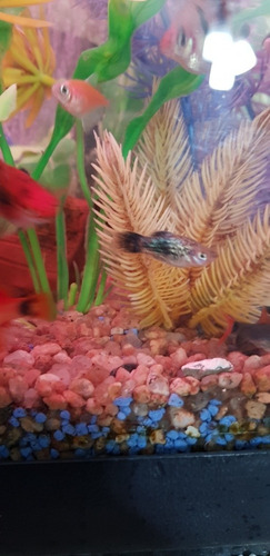 Pez Platys Spotted