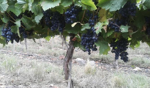 Imagen 4 de 7 de Finca De 23 Has. En Ugarteche