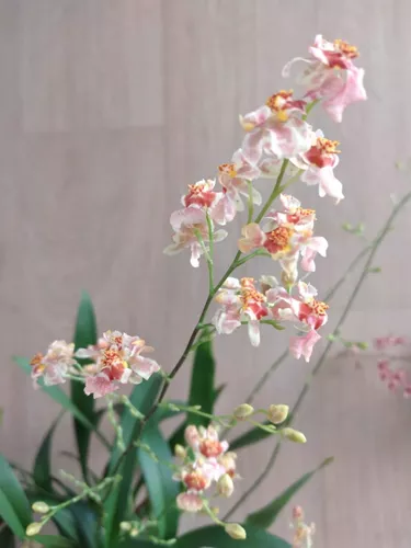 Orquídea Oncidium Twinkle * Fragrance Fantasy * - Adulta