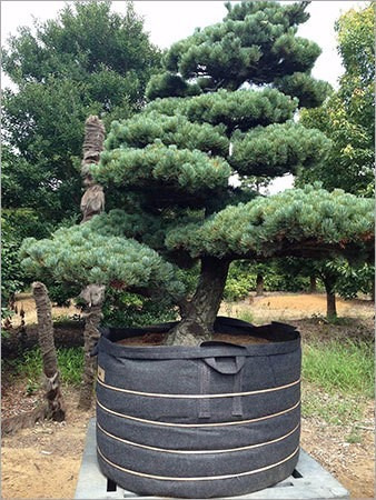 Pinheiro Vermelho Japones - Sementes Para Mudas Ou Bonsai
