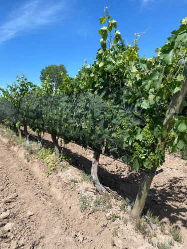 Venta De Finca Productiva En La Heras 31 Hs De Viñedos Y Riego Por Goteo
