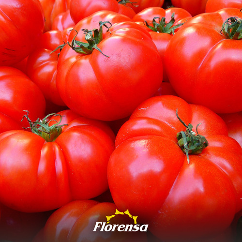 Tomate Platense Florensa 100 G. Linea Profesional