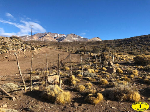 2435ml-fraccion 53 Ha Los Molles - Malargue_mendoza