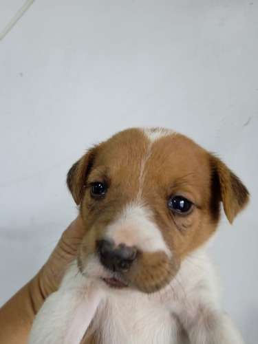  Jack Russell Terrier (9/1/7/5/0/6/0/1/5)