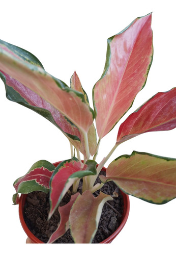 Aglaonema Pink Pearl , M15 Hermosa Planta