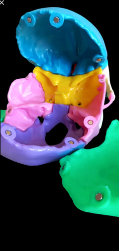 Cráneo Humano Cuerpo Humano Anatomico