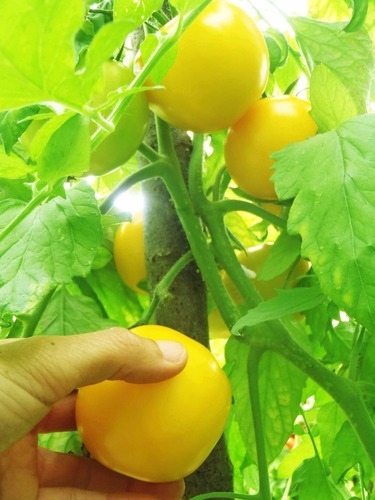 Semillas Organicas De Tomate Taxi Natural De Herencia