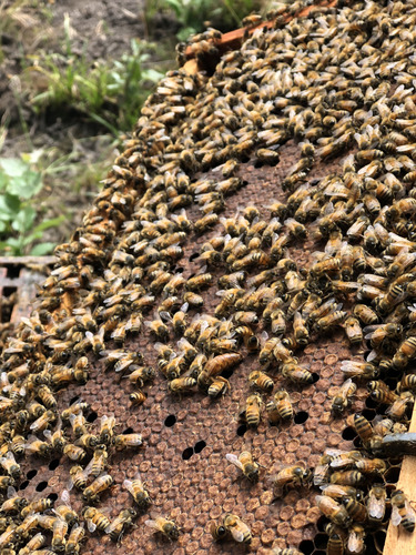 Cera De Abeja Virgen Colmenares Royesol 12kg