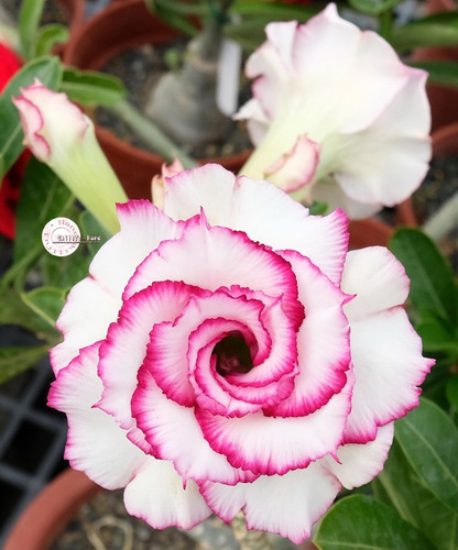 60 Sementes Rosas Do Deserto E Raras P Mudas Frete Gratis