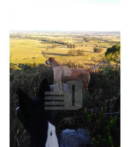 Imagen 3 de 3 de 39 Ha Lavalleja, Cercanas A Aiguá,