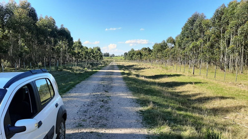 Imagen 12 de 16 de Campo 200 Hectareas Forestal Ganadero A 80kms De Montevideo