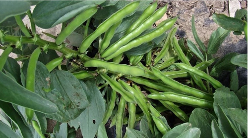 Imagen 4 de 5 de Semillas Habas X Sobre Huerta En Casa