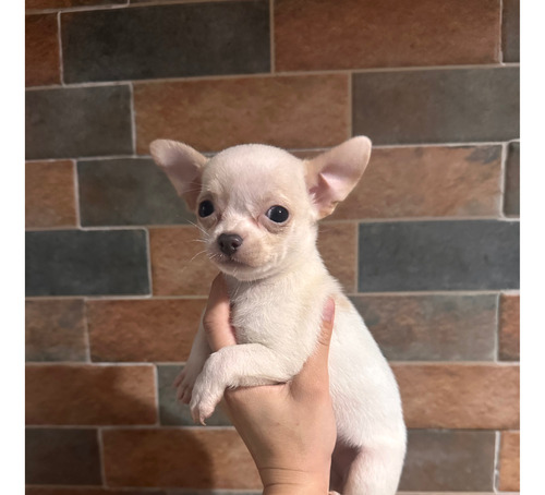 Chihuahuas Mini