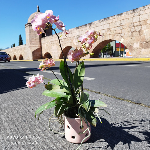 Maceta De Cerámica Especial Para Orquídeas 